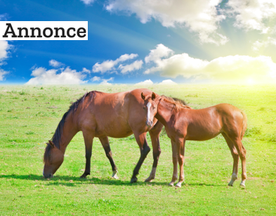 Hestefoder –  Hvad er det rigtige at bruge?