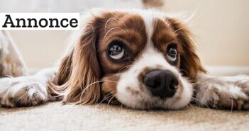 3 tips til at holde din hund sund