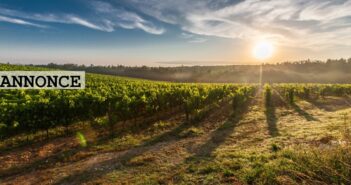 Er du vild med økologiske druer?: Tag skridtet videre med biodynamisk vin