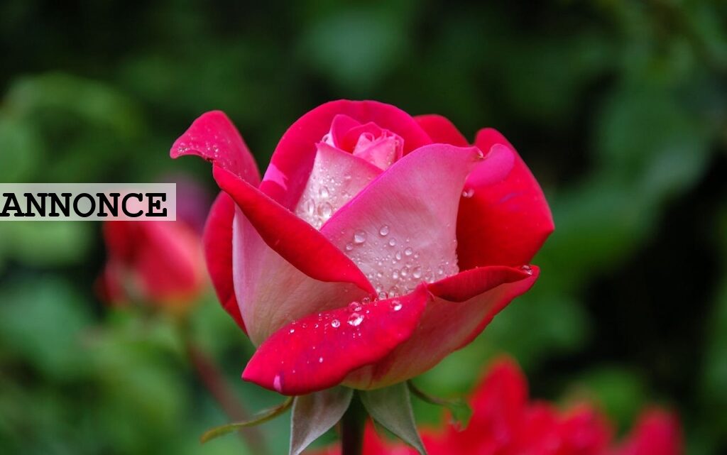 Begravelse eller bisættelse – hvad er forskellen, og hvordan vælger man?